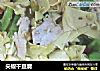 尖椒干豆腐的做法