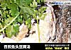 香煎鱼头豆腐汤的做法