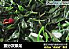 素炒灰条菜的做法