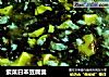 紫菜日本豆腐羹的做法