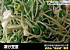 清炒豆苗的做法
