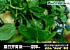 夏日开胃菜——凉拌麻辣黄瓜的做法