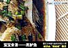宝宝食谱——蒸鲈鱼的做法