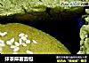 抹茶麻薯面包的做法