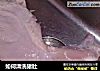 如何清洗猪肚的做法