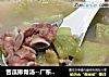 苦瓜排骨汤--广东经典靓汤的做法