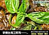 学做台湾三杯鸡——铸铁锅版的做法
