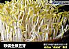 砂锅生绿豆芽的做法