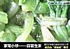 家常小炒——蒜蓉生菜的做法