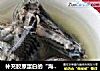 补充胶原蛋白的“海洋人参”——花胶乌鸡汤的做法