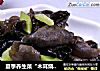 夏季养生菜“木耳烧茄参”的做法