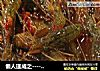 懒人速成之-----花雕酒醉虾的做法