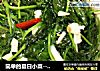 简单的夏日小菜----蒜蓉空心菜的做法