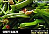 剁椒空心菜梗的做法