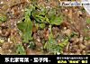 东北家常菜－茄子炖土豆（土豆泥版）的做法