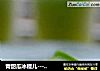 青甜瓜冰棍儿----夏日的一抹清凉的做法