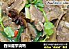 香辣魔芋烧鸭的做法