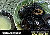 河南安阳煎灌肠的做法
