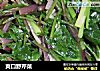 爽口野芹菜的做法