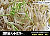 夏日去火小凉菜----凉拌绿豆芽的做法