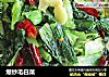 爆炒毛白菜的做法