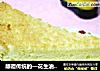 颠覆传统的—花生油戚风蛋糕的做法