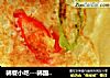 韩餐小吃---韩国土豆饼的做法