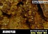黑胡椒鸡翅的做法