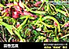 蒜香苋菜的做法