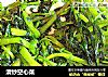 清炒空心菜的做法