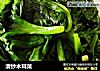 清炒木耳菜的做法