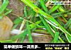 简单做鲜味—清蒸多宝鱼的做法