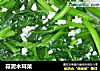 蒜泥木耳菜的做法