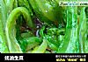 蚝油生菜的做法