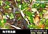 梅子蒸鱼腩的做法