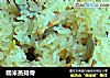 糯米蒸排骨的做法