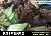 黄瓜木耳金黄炒蛋的做法