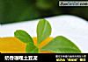 奶香咖哩土豆泥的做法