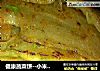 健康蔬菜饼--小米稀饭好搭档的做法