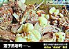 莲子蒸老鸭----------秋节进补的做法