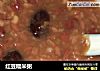 红豆糯米粥的做法