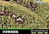 抹茶蜜豆面包的做法