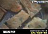 可丽葱香饼的做法