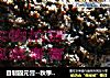 自制固元膏的做法