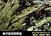 梅干菜炒四季豆的做法