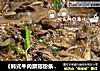《韩式牛肉蘑菇粉条锅》的做法
