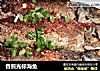 香煎光标海鱼的做法