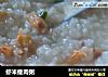 虾米瘦肉粥的做法