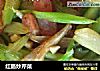 红肠炒芹菜的做法