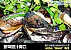 野味豉汁青口的做法